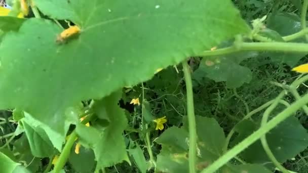 Büyük Salatalık Yaprakları Salatalık Yapraklarına Dokunur Salatalık Çiçekleri Yapraklar — Stok video