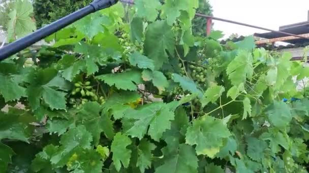 Spraying Grapes Man Sprays Grapes Sprayer Pest Insect Control Prevention — Stock Video