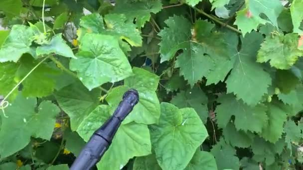 Spraying Grapes Man Sprays Grapes Sprayer Pest Insect Control Prevention — Stock Video