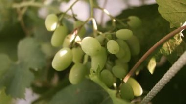 Yapraklar ve üzüm demetleri. Üzüm bağında asılı güneş ışığında olgunlaşmış sarı üzümler. Hasattan önce üzüm bağındaki yemyeşil asmadan sarkan beyaz üzümler..