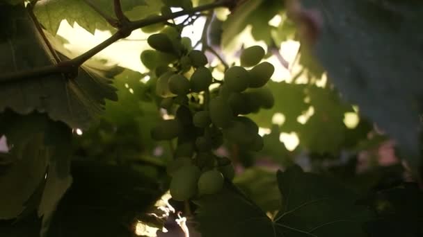 ブドウの葉と束 ブドウ畑にかかっている日光の中で黄色のブドウの熟した果実 収穫前にブドウ畑の緑豊かなブドウからぶら下がっている白いブドウ — ストック動画