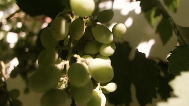 叶子和成串的葡萄 在挂在葡萄园上的阳光下 成熟的黄色葡萄浆果 葡萄园背景上的绿油油的葡萄藤上挂着白葡萄 然后才收获 — 图库视频影像