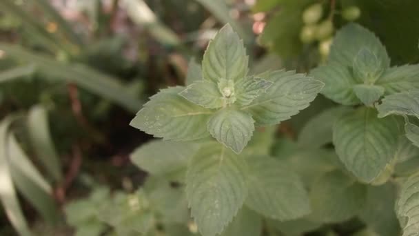 Μέντα Στον Κήπο Μελίσσα Φύλλα Μέντας Φωτισμένα Από Τον Ήλιο — Αρχείο Βίντεο