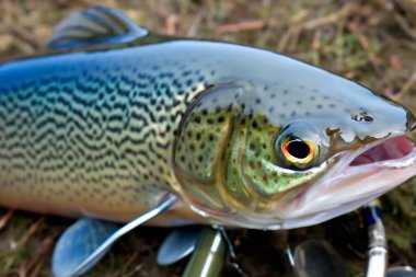 Berrak suda mavi alabalık. Suda küçük dalgalanmalar. Görüntü bir sinir ağı tarafından oluşturuldu. yapay zeka