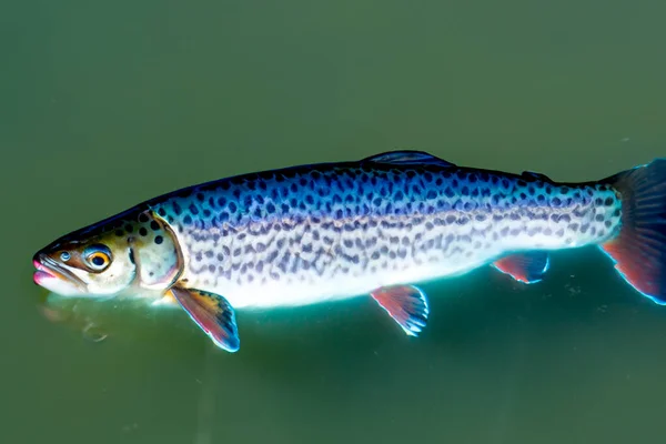 Blue Trout Clear Water Small Ripples Water Image Created Neural — Stock Photo, Image