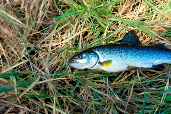 stock image blue trout in clear water. small ripples in the water. the image was created by a neural network. artificial intelligence