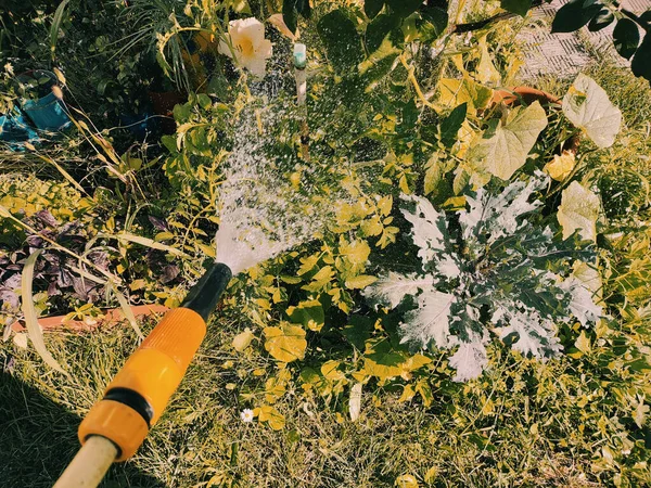 在浇树 女园丁用软管浇灌自家花园的植物和树木 妇女手臂使用喷水软管 从橡胶管中注水 在后院给植物浇水 — 图库照片