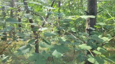 Yaprakların üzerinde güneş ve gölge. rüzgarda uçuşan yapraklar. Yaprakların arasından güneş ışınları geçiyor. Yeşillik silueti olan doğa arkaplan - yavaş çekim, yakın çekim. Güneş parlıyor. Soyut ağır çekim