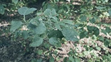 Yaprakların üzerinde güneş ve gölge. rüzgarda uçuşan yapraklar. Yaprakların arasından güneş ışınları geçiyor. Yeşillik silueti olan doğa arkaplan - yavaş çekim, yakın çekim. Güneş parlıyor. Soyut ağır çekim
