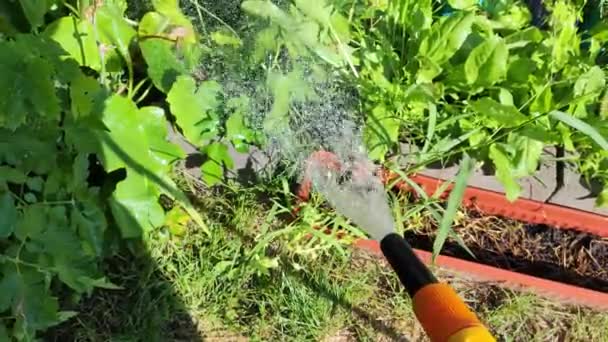 Einen Baum Gießen Gärtnerin Mit Schlauch Zur Bewässerung Der Pflanzen — Stockvideo