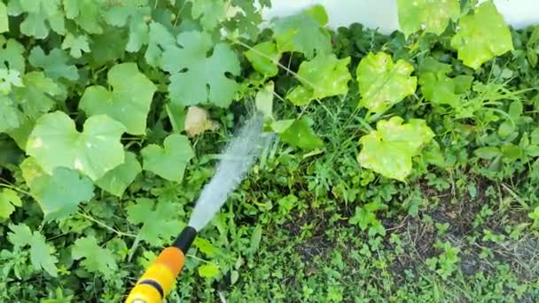 Riego Árbol Mujer Jardinero Con Manguera Para Regar Las Plantas — Vídeo de stock