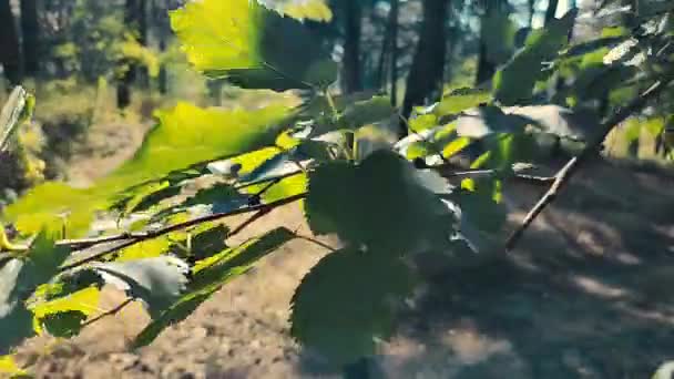 Yaprakların Üzerinde Güneş Gölge Rüzgarda Uçuşan Yapraklar Yaprakların Arasından Güneş — Stok video