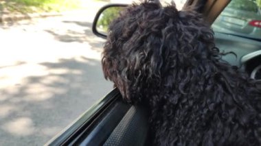 Küçük siyah köpek. Köpek arabadaymış. Köpek araba kullanıyor. Siyah kaniş. Güzel siyah köpek.