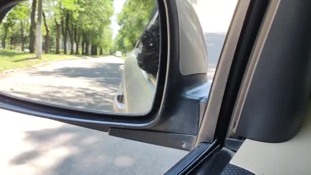 Μικρό Μαύρο Σκυλάκι Σκύλος Στο Αυτοκίνητο Σκύλος Οδηγεί Αυτοκίνητο Μαύρο — Αρχείο Βίντεο