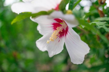 Beyaz ve kırmızı çiçekler. Amber çiçekleri. Büyük beyaz çiçekler. Bir amber çiçeği açar. Tomurcuk açılır ve büyük beyaz sarı bir çiçek olur. Çiçek açan bir amber çiçeğinin zaman aşımı.
