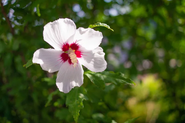 white and red flowers. hibiscus flowers. large white flowers. A hibiscus flower blooms. The bud opens and blooms into a large white yellow flower. Time lapse of a blooming hibiscus flower.