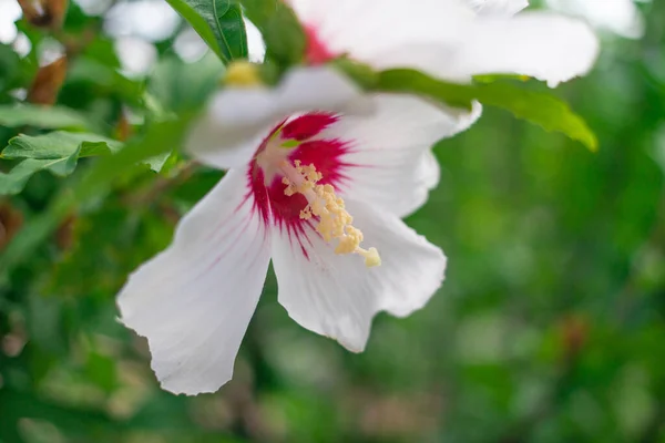 white and red flowers. hibiscus flowers. large white flowers. A hibiscus flower blooms. The bud opens and blooms into a large white yellow flower. Time lapse of a blooming hibiscus flower.