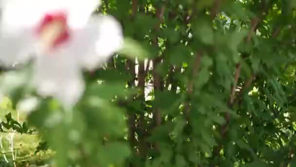 흰색과 빨간색 꽃입니다 히비스커스 꽃입니다 히비스커스 있습니다 열리고 노란색 피어납니다 — 비디오