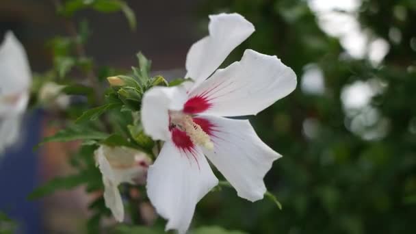 Białe Czerwone Kwiaty Kwiaty Hibiskusa Duże Białe Kwiaty Kwiat Hibiskusa — Wideo stockowe