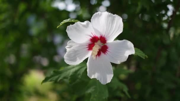 Vita Och Röda Blommor Hibiscus Blommor Stora Vita Blommor Hibiskusblomma — Stockvideo