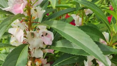 Çok güzel renkli yabani çiçekler. Kurdele çiçekleri. bahçe yaz çiçekleri.