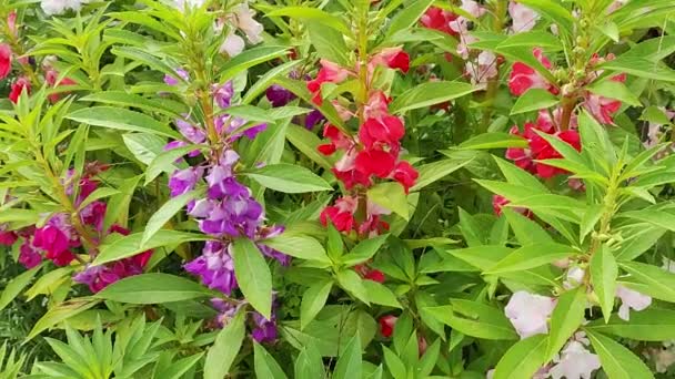 Beautiful Multi Colored Wild Flowers Ribbon Flowers Garden Summer Flowers — Stock Video