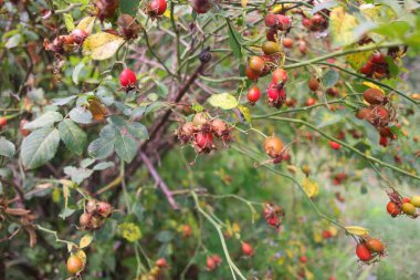 Böğürtlen. Büyük kırmızı bir gül kalça çalısı, odak çevirisiyle çekilmiş. Sonbahar meyveleri. Sarı çalıların üzerinde kırmızı, büyük, kırmızı, gül üzümü. Doğa duvar kağıdı.