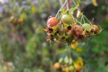 Böğürtlen. Büyük kırmızı bir gül kalça çalısı, odak çevirisiyle çekilmiş. Sonbahar meyveleri. Sarı çalıların üzerinde kırmızı, büyük, kırmızı, gül üzümü. Doğa duvar kağıdı.