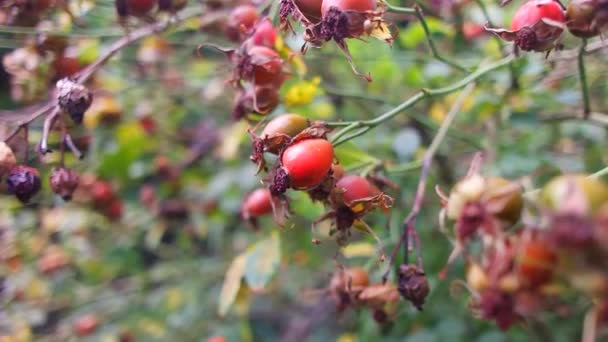 Rosehip Berries Large Red Rose Hip Shrub Shot Focus Translation — Stock Video