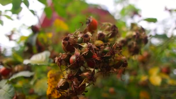 玫瑰果 一种大红色的蔷薇状灌木 带有聚焦翻译 秋天的浆果 黄色的灌木上的橙红色的大蔷薇浆果闭合在一起 自然壁纸 — 图库视频影像