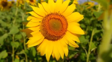 Sarı ayçiçekleri tarlada. Yaz mevsiminde yaban arısı ve bal arısı sarı ayçiçeğinin üstünde. Arı ve yaban arısı ayçiçeği tarlasında çiçek açar, yakın plan. Birçok ayçiçeği yaz çayırlarında açar.