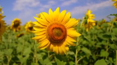 Sarı ayçiçekleri tarlada. Yaz mevsiminde yaban arısı ve bal arısı sarı ayçiçeğinin üstünde. Arı ve yaban arısı ayçiçeği tarlasında çiçek açar, yakın plan. Birçok ayçiçeği yaz çayırlarında açar.