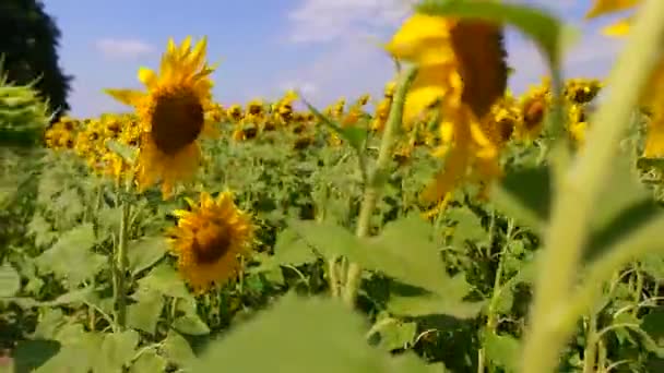 Gelbe Sonnenblumen Auf Dem Feld Hummel Und Honigbiene Auf Gelben — Stockvideo