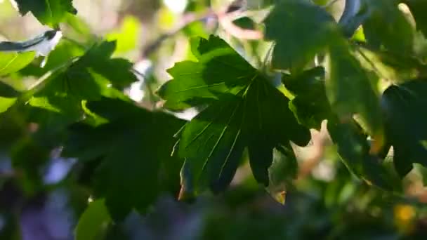 Liście Promienie Słońca Liść Poprzek Cienie Światło Zielonych Liściach Naturę — Wideo stockowe