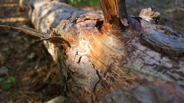 Schatten Auf Einem Baumstamm Holzstruktur Alter Baumstumpf Wald Baumrinde Alte — Stockvideo
