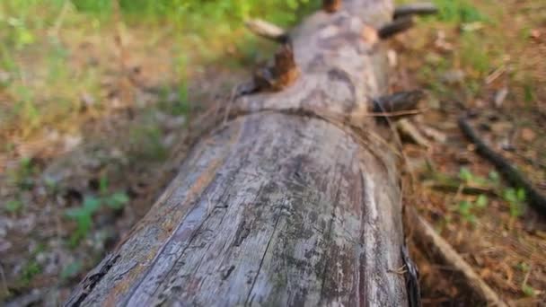 Ağaç Gövdesindeki Gölgeler Ahşap Doku Ormandaki Yaşlı Kütük Ağaç Kabuğu — Stok video
