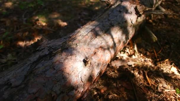 Cienie Pniu Drzewa Tekstura Drewna Stary Kikut Lesie Kora Drzewa — Wideo stockowe