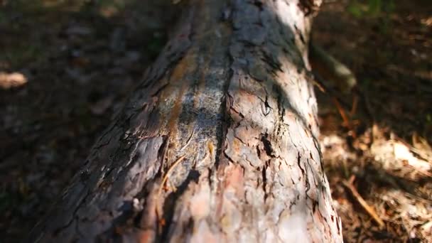 Schatten Auf Einem Baumstamm Holzstruktur Alter Baumstumpf Wald Baumrinde Alte — Stockvideo