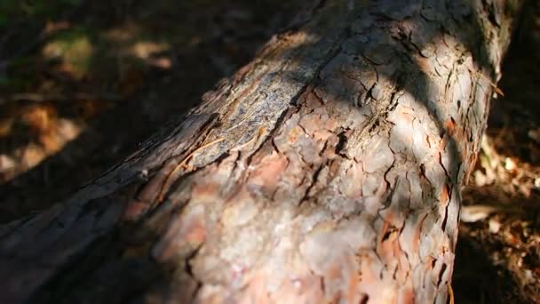 Stíny Kmeni Stromu Struktura Dřeva Starý Pařez Lese Kůra Stromu — Stock video