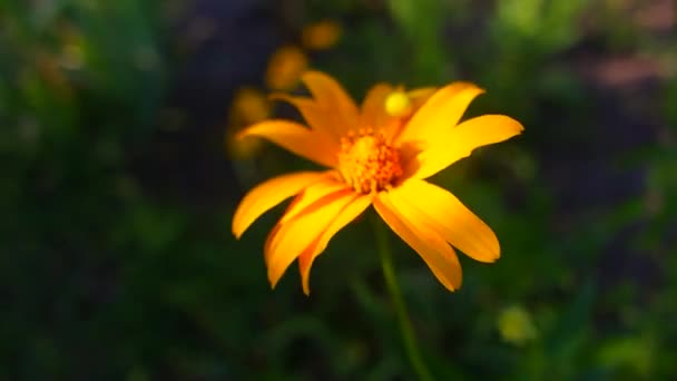 大的黄色雏菊 灵丹妙药黄色的夏花 夕阳和花朵 — 图库视频影像