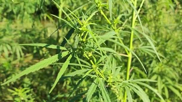 Feuilles Graines Cannabis Buissons Chanvre Culture Chanvre Des Buissons Cannabis — Video