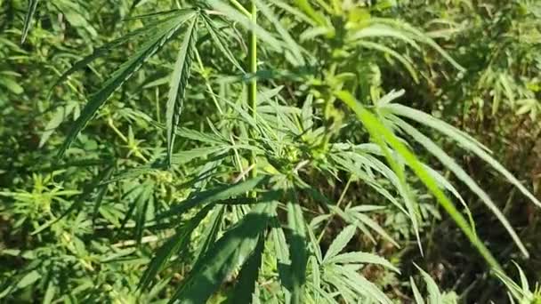 Hojas Semillas Cannabis Arbustos Cáñamo Cultivo Cáñamo Arbustos Cannabis Drogas — Vídeo de stock