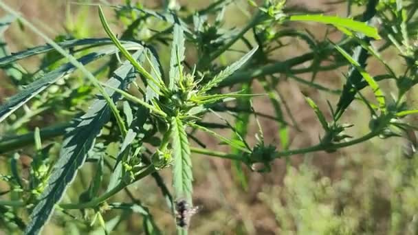 Leaves Seeds Cannabis Hemp Bushes Hemp Cultivation Cannabis Bushes Drugs — Stock Video