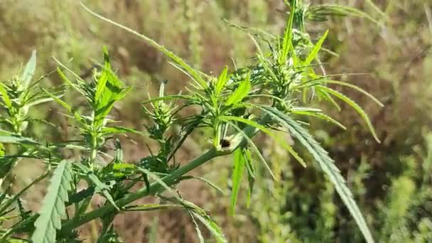 Blätter Und Samen Von Cannabis Hanfbüsche Hanfanbau Cannabisbüsche Drogen Legalisieren — Stockvideo