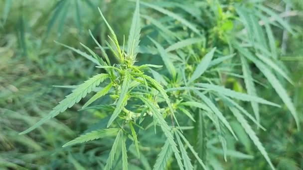 大麻的叶子和种子 大麻灌木 大麻种植 大麻灌木 合法化 药用大麻 — 图库视频影像