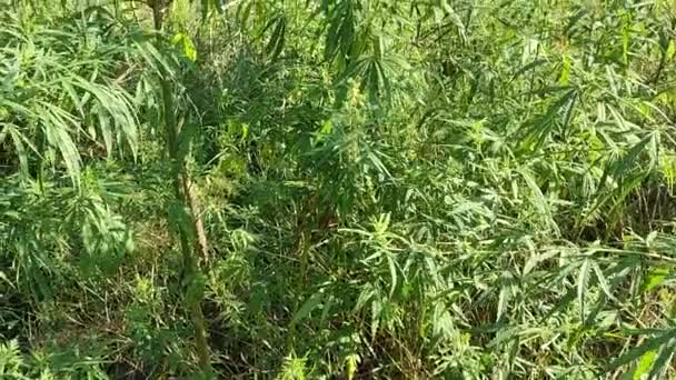 Blätter Und Samen Von Cannabis Hanfbüsche Hanfanbau Cannabisbüsche Drogen Legalisieren — Stockvideo