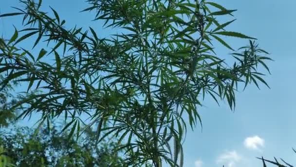 大麻的叶子和种子 大麻灌木 大麻种植 大麻灌木 合法化 药用大麻 — 图库视频影像