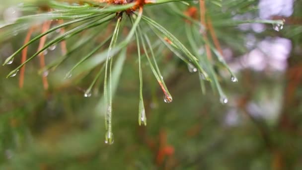 松树角上的雨滴 滴在针头上 雨后松枝 在Web中透明地下降 — 图库视频影像