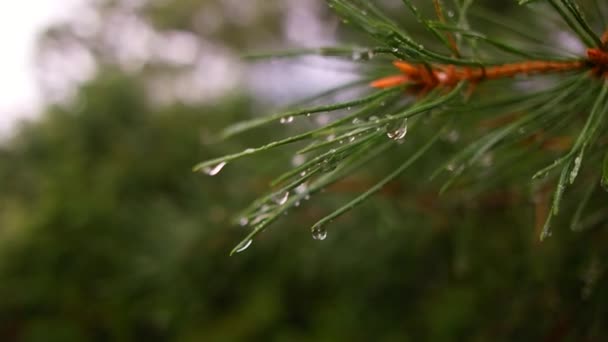 Raindrops Corners Pine Tree Drops Needles Pine Branch Rain Transparent — Stock Video