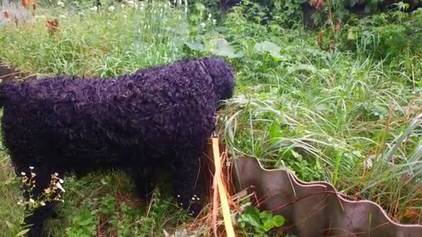 犬は草を食べている 大きな黒い犬 黒いカールドッグ ブラックテリア — ストック動画